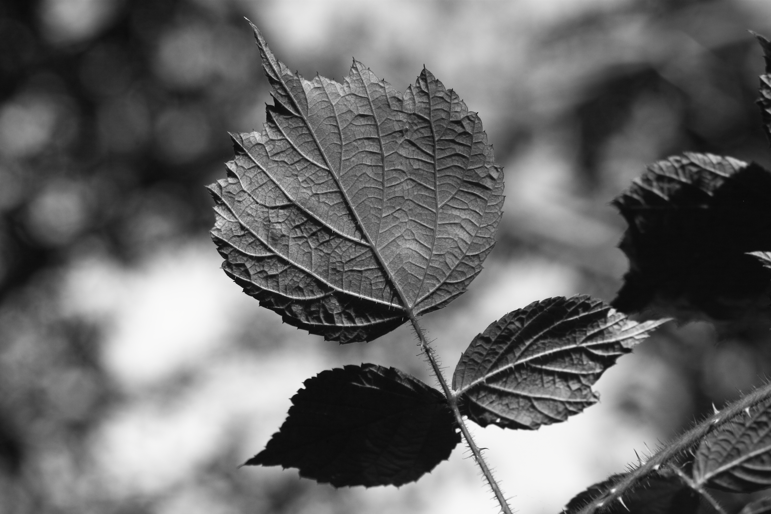 2014 09 23 HTP 89236